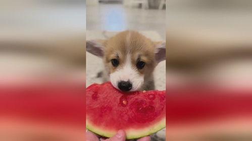 娱乐圈吃瓜小狗是谁啊,揭秘神秘“吃瓜群众”身份  第2张